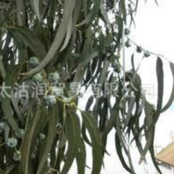 尤加利精油桉树油尤加利油蓝桉精油蓝桉油桉树精油Eucalyptus oil