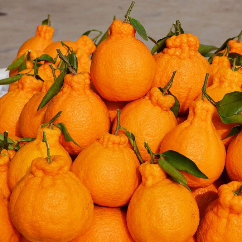 【특대형 과일】 인기 상품! 1.0kg