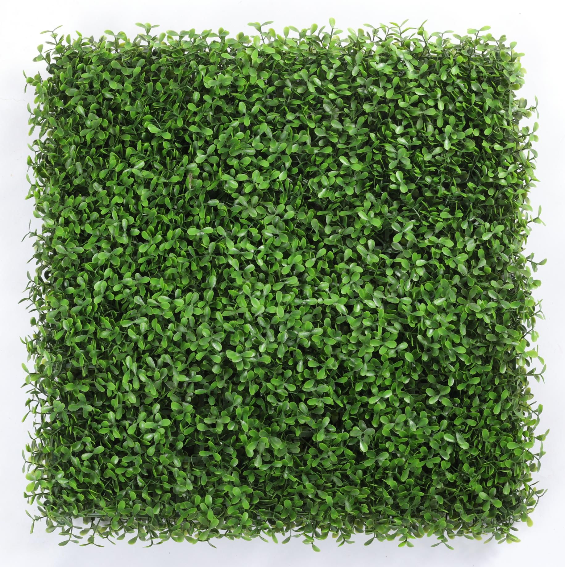 Light peanut grass
