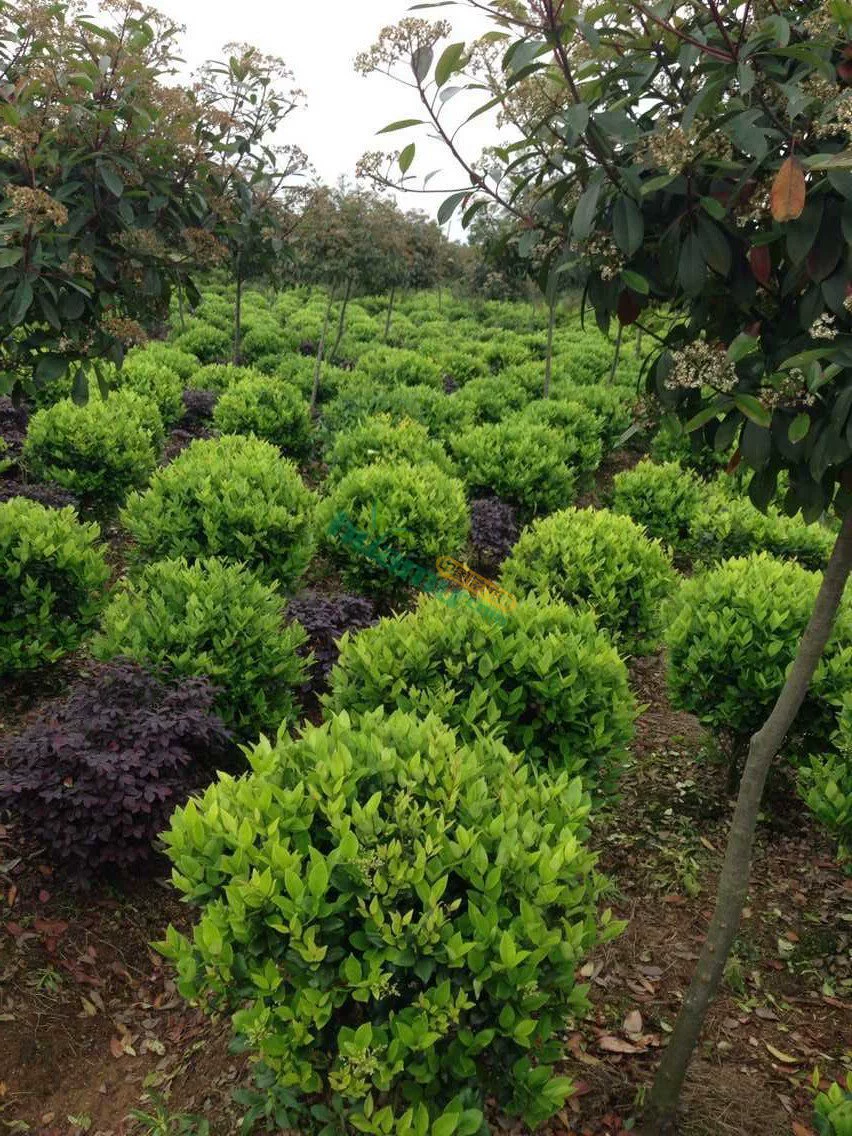 Цзинь Сен Привет различные спецификации Цзинь Сен привет мяч небольшой чашки базы Сяошань прямые оптовые