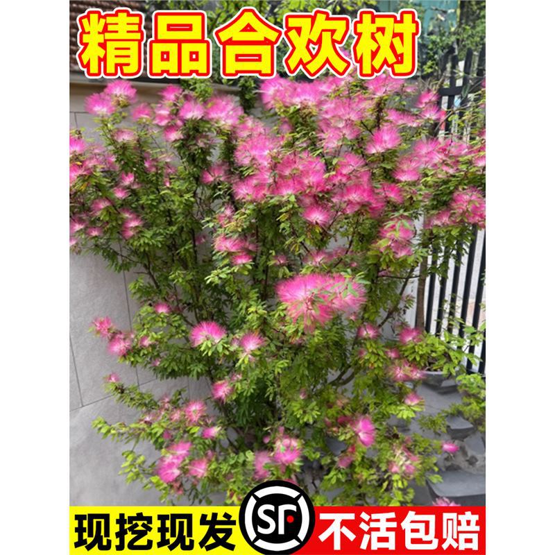 合欢花树苗绒花树行道风景大树南北方种植庭院耐寒旱工程绿化乔木
