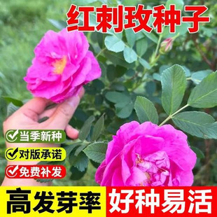 �t��õ�N��õ�廨�@�־G���^�p�_�������²ɷN���ٱ��S��õ�N��