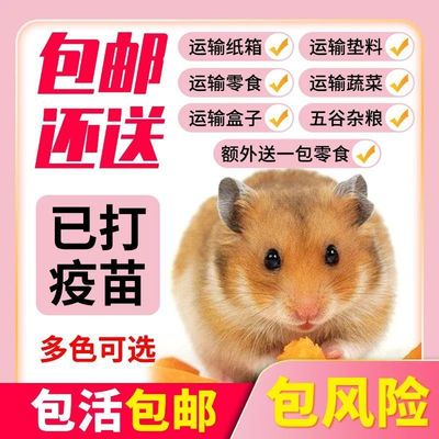 Hamsters Living creatures wholesale Small bag Pets Silver fox Three line Purple positions tea with milk lovers Cub a pair lovers