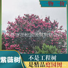 百日红紫薇树 极品老树 风景树 庭院 冠幅3-5米粗度18-30公分