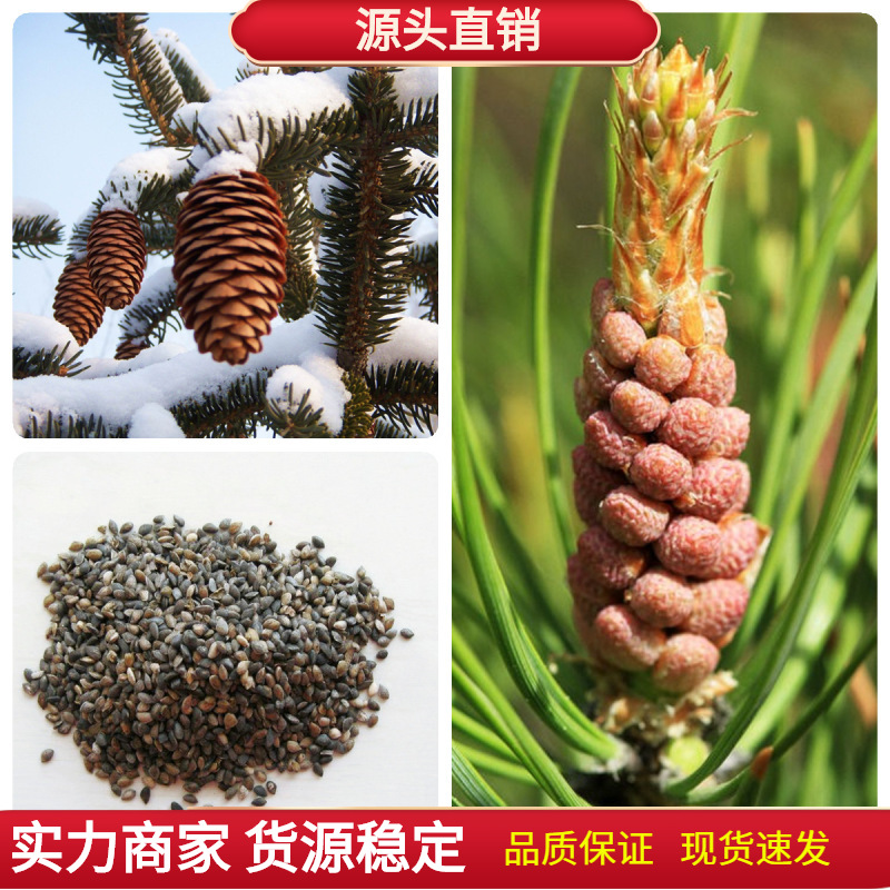 樟子松树种子海拉尔松蒙古赤松西伯利亚松黑河赤松抗寒松树木种子
