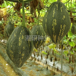 ���������ϹϷN����ζ���ʹַŹ������߲˷N�ӷN�����ϹϷN