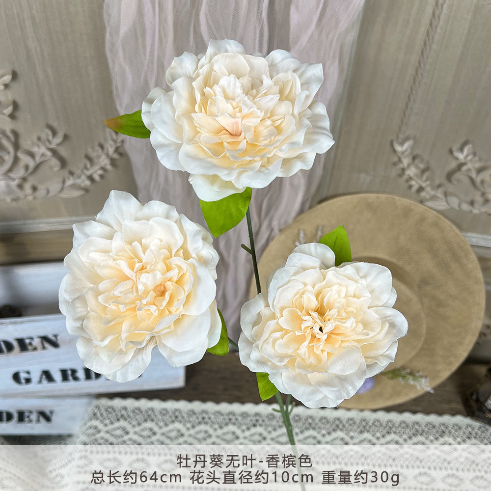 ZYJ2-牡丹葵无叶-香槟色
