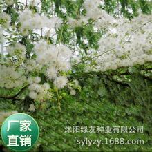 �S�����l�Ϛg�N�Ӱ׻� �y�Ϛg��N���Sɽ�o�¾G���ֹ�������ˇƷ