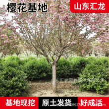 樱花基地直销现挖樱花树四川重庆樱花庭院种植樱花树