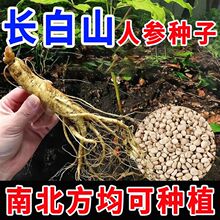【热卖】长白山人参种子野山参苗人参苗四季易种材种子易活