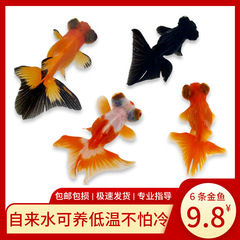 小さな金魚、活魚、観賞魚、冷水、淡水、赤魚、鯉、飼いやすい、耐久性、幸運の頭、国宝金魚