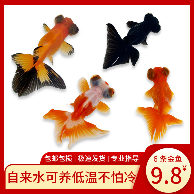 小さな金魚、活魚、観賞魚、冷水、淡水、赤魚、鯉、飼いやすい、耐久性、幸運の頭、国宝金魚|undefined