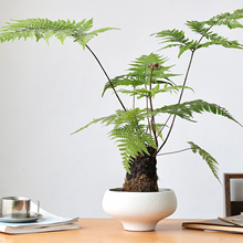 苔藓球陶瓷花盆多肉绿植蕨类高脚盆栽白色粗陶大口径无釉透气盆器