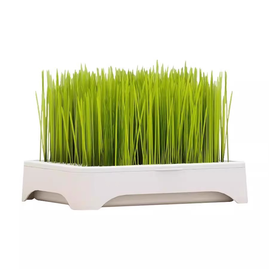 Planta en maceta de hierba para gatos hidropónica sin suelo