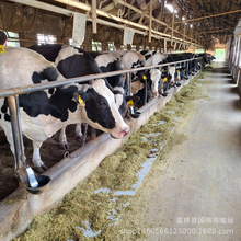 养殖场急售荷斯坦黑白花奶牛牛犊 西门塔尔牛 鲁西黄牛 小肉牛犊