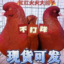巨型纯种元宝鸽子活公母一对大体种鸽幼鸽青年观赏肉鸽包下蛋繁殖
