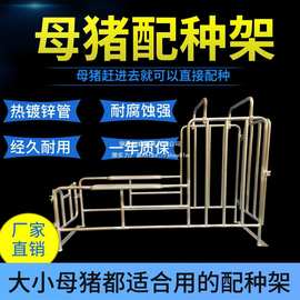 母猪配种架猪用受精支架热镀锌管耐腐蚀不易生锈母猪授精配种