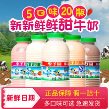 新日期李子园甜牛奶风味乳饮料品瓶装学生奶早餐奶原味一整箱批发