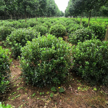 ��ͩ�� ��·�G��ɫ�K�� �G�h�� ���Ԯa�؃r��������l