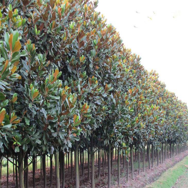 Guangzhi Magnolia saplings