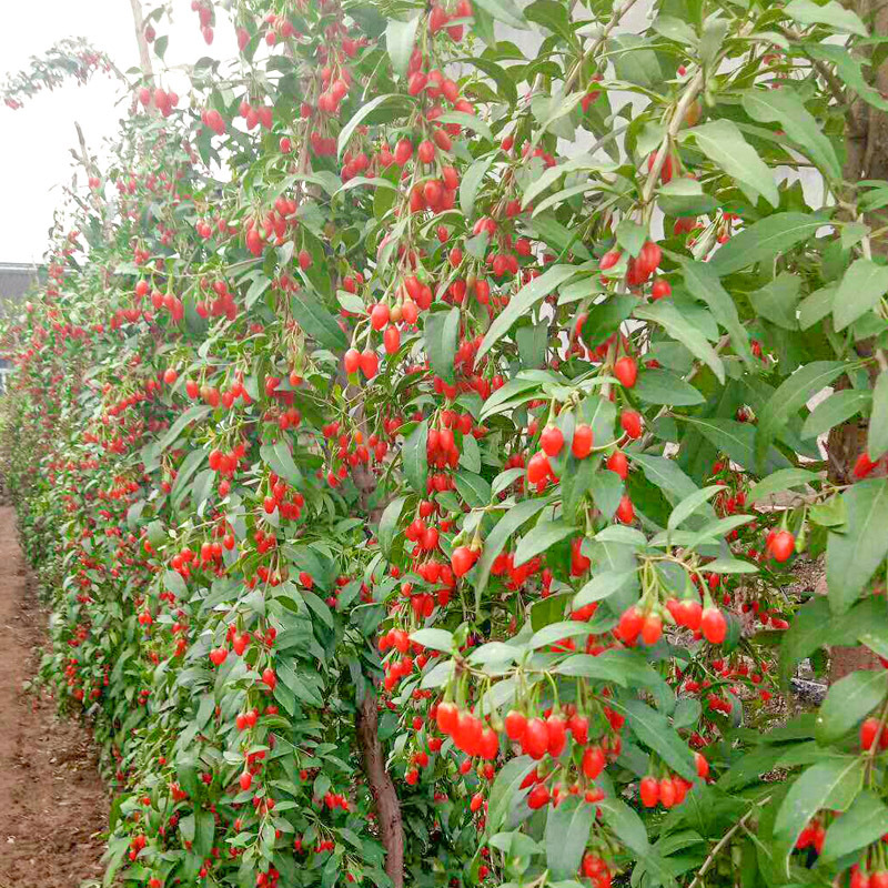 枸杞树苗黄枸杞地栽盆栽宁夏红黑枸杞南北方食用保健蔬菜阳台庭院