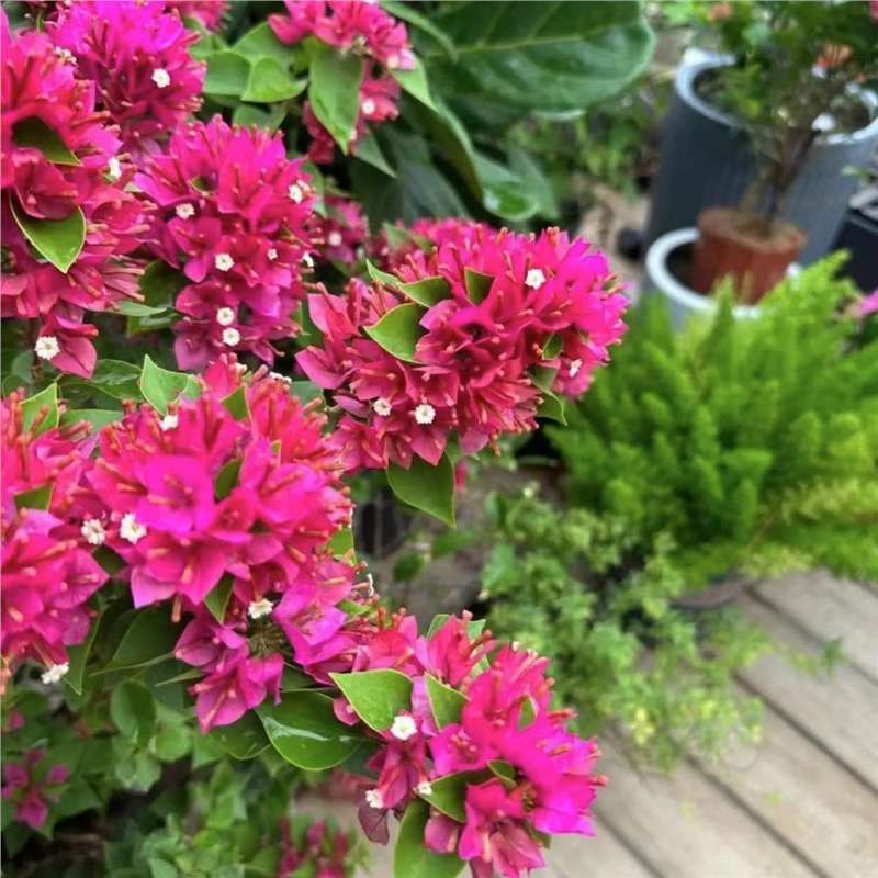 Dos pétalos de ciruela triangular plántulas de ciruela verde, ciruela roja, ciruela roja, cayata, flores en maceta, balcón, patio, terraza, flores
