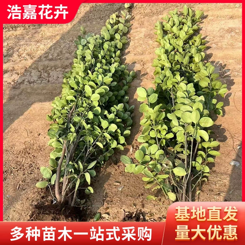 Оптовые поставки японских самшитов из Хоккайдо, вечнозеленые круглый год, скидки на большие объемы, деревья для зеленения/деревья для улиц, живые изгороди