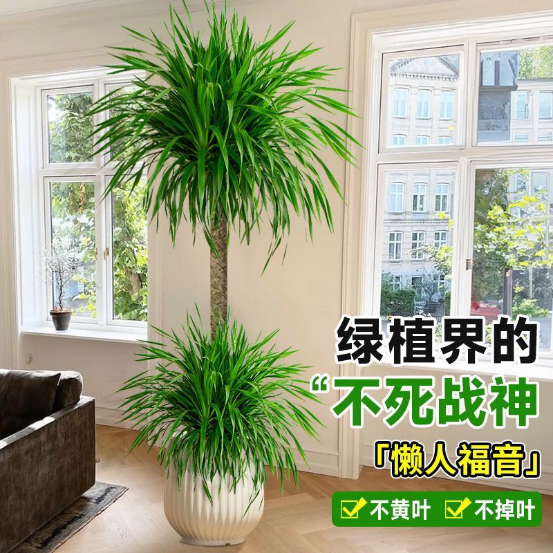 大型龙血树客厅绿植室内高级感龙须树树苗多头老桩植物大盆栽盆景