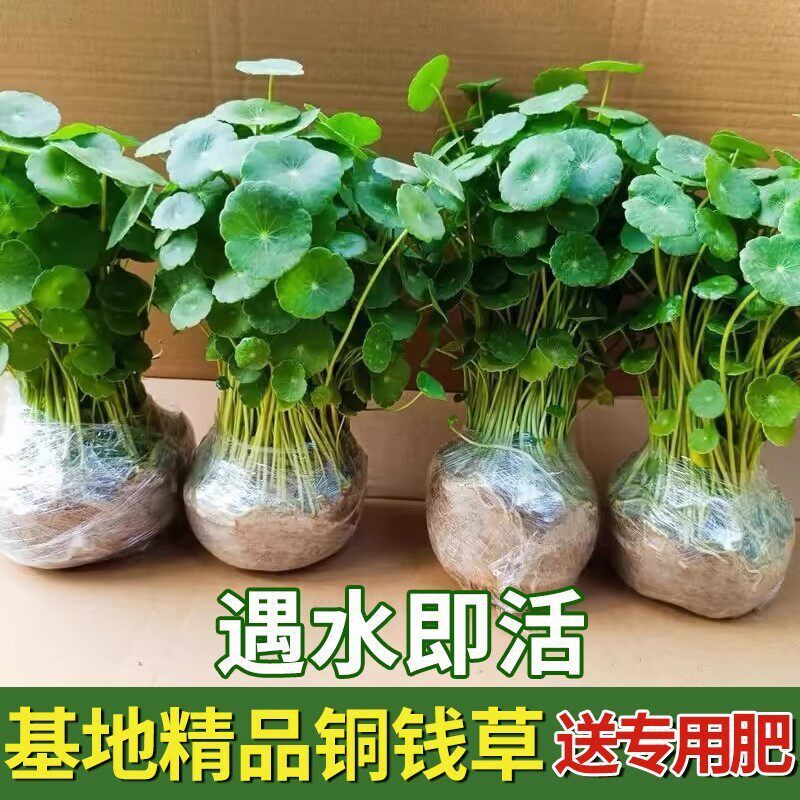 铜钱草水培植物大叶水栽鱼缸水养绿植金钱草小水草客厅室内外花卉