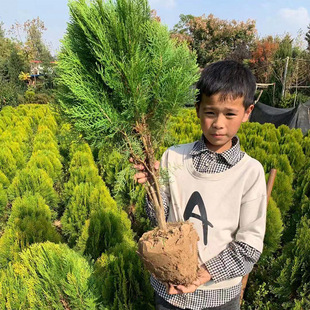 �����辰�G�������زĞ���ͥԺ�� ��ľ�ɰ��ļ��ؘ�ֲ�ﳣ��