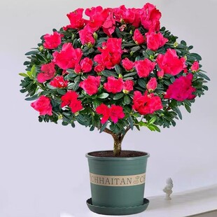 ��t�Ї��t���N���Ϙ��ļ��_���҃����̨�Gֲ���Ժ��B�׻����