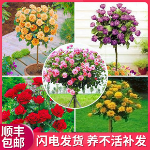 һ�����l����¼������ļ��ش󻨝����̨�������Լ޽Ә䘶�W�¸�