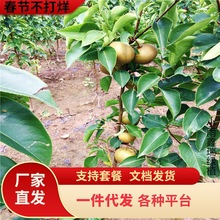 һ�����l���������������������Ϸ������Nֲɳ�������ڻ����