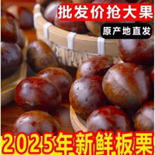 2025���r���|����5���r�������۴�����ڰ���Ұ���w���������F��