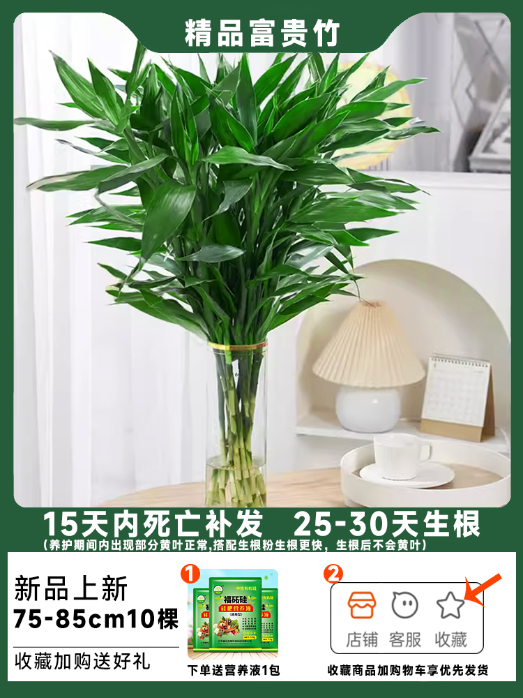 [핫셀 추천 두꺼운 중대나무] 행운대나무 75-85cm 10그루 무료양액