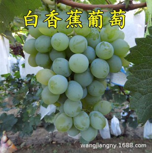 �޽�����㽶���ј��m��Ʒ�N�����ͺ�������߿��Ϸ��Nֲ���ٹ���