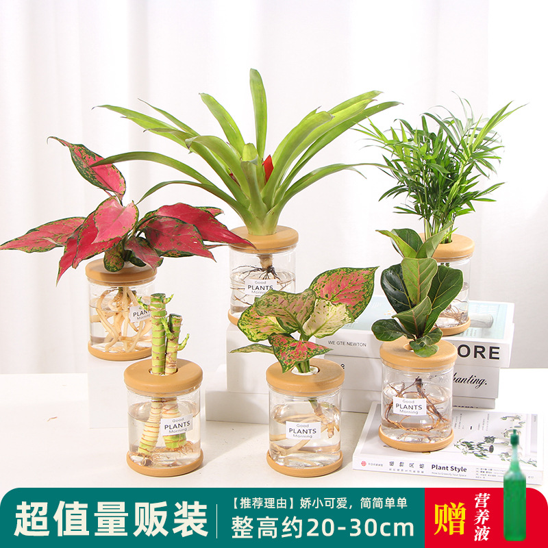Plantas hidropónicas en maceta de flores de oficina de flores pequeñas plantas verdes en todas las estaciones, fácil de cultivar plantas en maceta de agua suculenta.