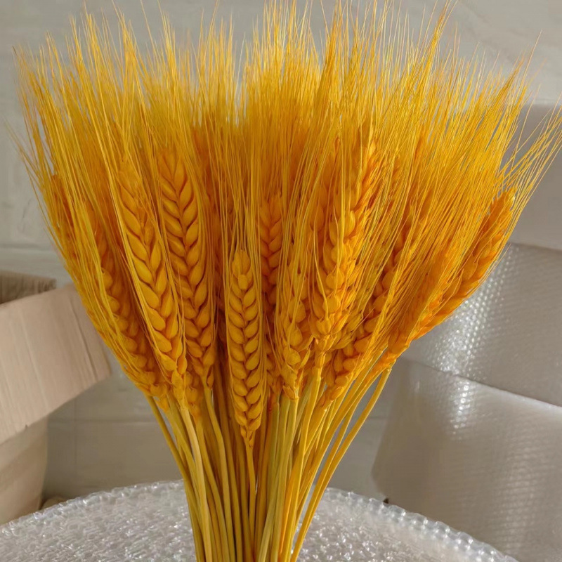 황금밀이삭 50개(50-61cm)