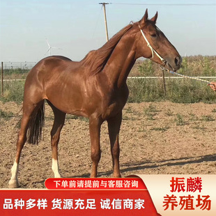 Ŀǰ�T���R����ʲô�rλ �r���Bһƥ�R�ĳɱ� ��Ѫ�R ��Ѫ�R