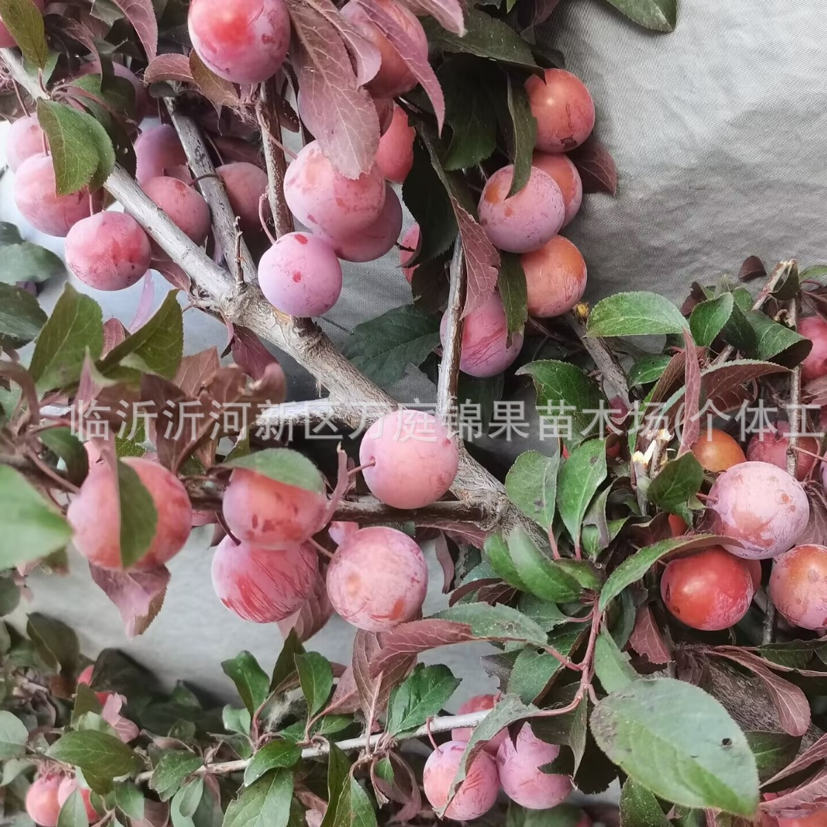 原生紫叶李树苗 红叶李南北方种植苗木 庭院地栽植物果树绿化批发
