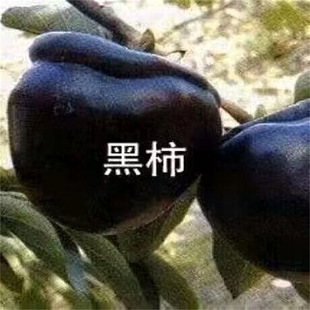 ���޺����Ә���޽Ӵ����ɿ����������ϱ�������ͥԺ���Ԯ���Y��