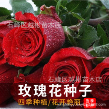 玫瑰花种子四季开花易活花种籽子室内盆栽室外庭院绿植物鲜花种子
