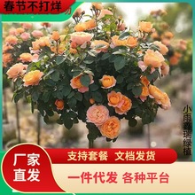 2026�M�ڰĴ������W�°����ǘ䘶�¼������m���̨ͥԺ�ͺ��ļ��^