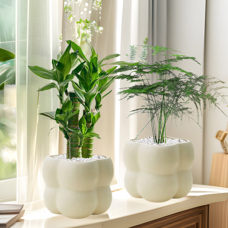 Money Tree Indoor Small Potted Office Desktop Green Plant Florals Rich Bamboo Plant Evergreen All Year Round Easy to Maintain for Lazy People