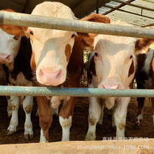 西門塔爾牛 繁殖母牛魯西黃牛改良小牛犢肉牛養殖場出售