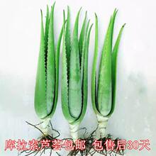 库拉索芦荟盆栽灌肤美容院专用盆栽食用新鲜可以吃芦荟叶片芦荟苗