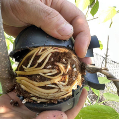 # 造園植物高圧繁殖箱接ぎ木移植発根装置果樹培養装置新素材挿し木育成
