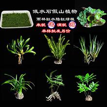 �쾰΢���^��ˮʯֲ��Gֲˮꑸ׸��쾰�����辰�����˹�С��