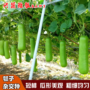 �d�߶���������ϷN��ư�˲˺��J������P�Ϻ����߲˷N��