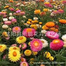 ���羳��؛�������շN�� Ϟ�շN�Ӹ��л��ļ����Ԉ@�־G���׷Nֲ